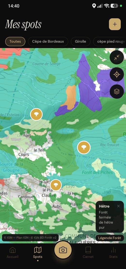 Calque forêt : peuplements colorés par essence, avec la mention Hêtre, forêt fermée de hêtre pur.
